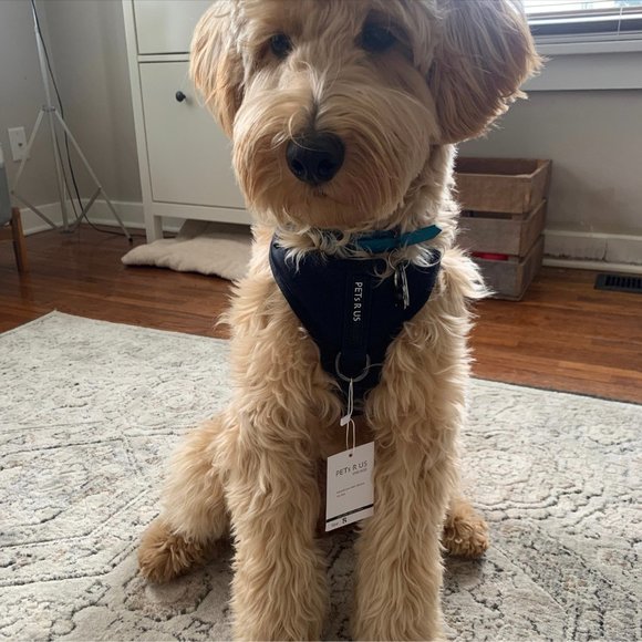 PETsRUS Premium No Pull Dog Harness 2 Leash Clips Ivory Charc Leather - Picture 10 of 12